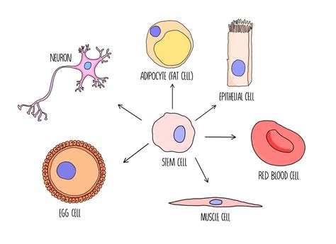 Cell Differentiation and Variation Edexcel A — the science hive