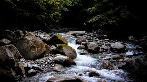 Stones; Water; Stream; Trees; Forest; Branches; Rocks; Background; Dark 4K HD Nature Wallpapers ...