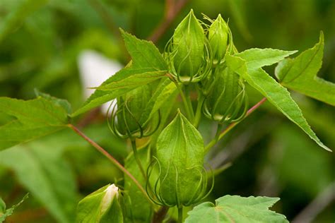 Hibiscus laevis | Hibiscus laevis, Griffy site of the Indian… | Flickr