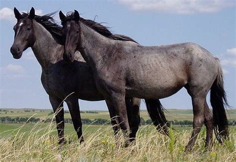 File:Nokota Horses cropped.jpg - Wikimedia Commons