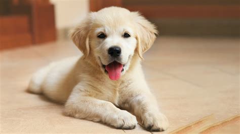 Bringing Your New Puppy Home | Companion Care