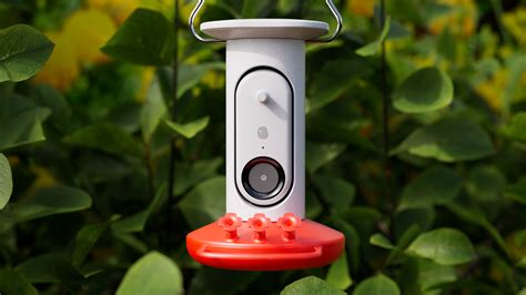 Bird Buddy introduces an AI-powered Smart Hummingbird Feeder and Bird ...