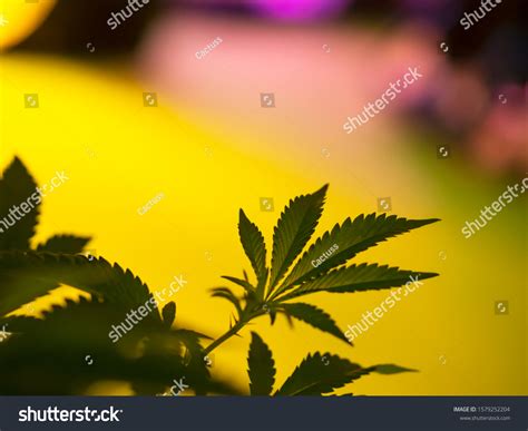 Marijuana Background Young Plant Leaves Tetrahydrocannabinol Stock ...