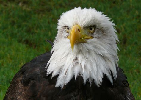 Everything You Wanted to Know About the Bald Eagle | Owlcation