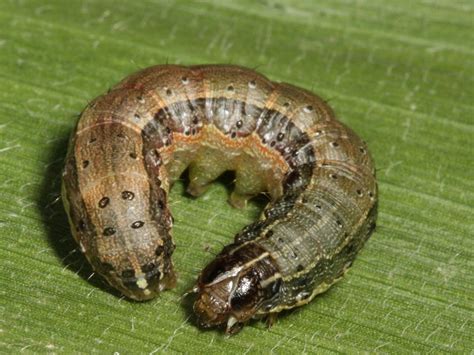 FallArmyworm | Corn | Crop Pests | Insect Information | Extension | Entomology | Kansas State ...