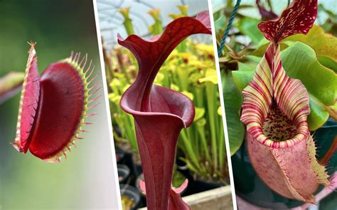 New to carnivorous plants? Start here! | Tom’s Carnivores