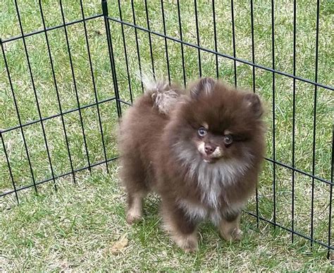 Pomeranian Puppies | PetClassifieds.com