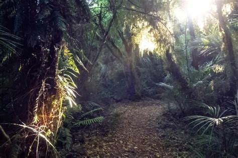 Heaphy Track New Zealand: Hiking Adventure You Won't Forget