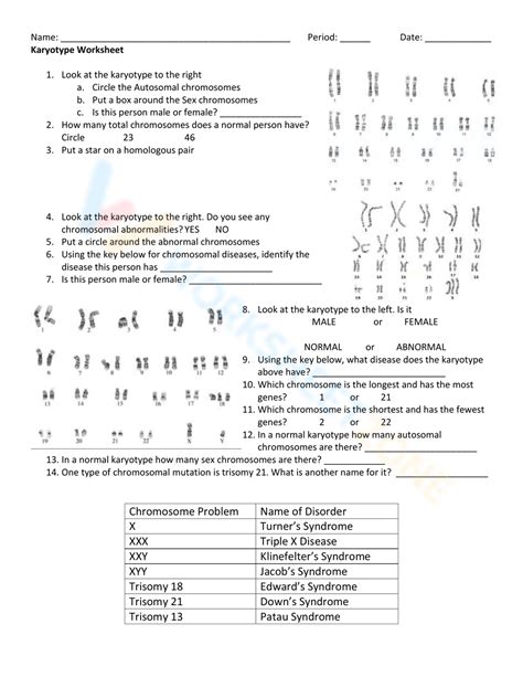 Karyotype Worksheet Worksheet