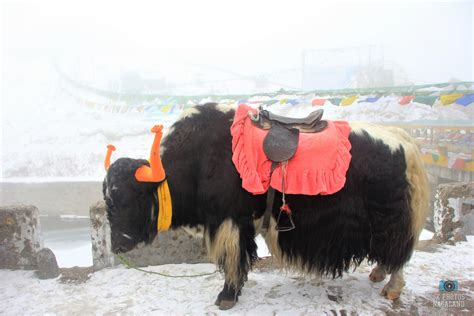 Yak Ride (Yak Safari) at Tsomgo Lake in East Sikkim