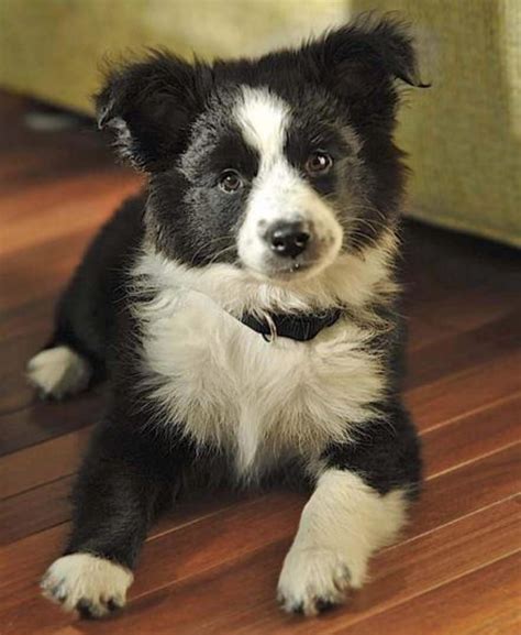 Pin on Animals: Border Collies