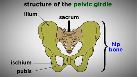 Anatomy Pelvic Girdle Bones - Human Anatomy