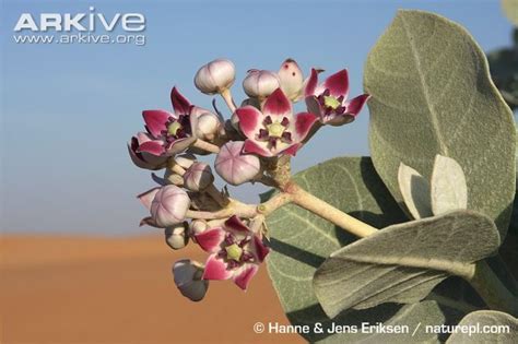 657 best images about Plants - Saudi Arabia on Pinterest | The plant ...