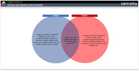 Mitosis and Meiosis Venn Diagram [Free Template]