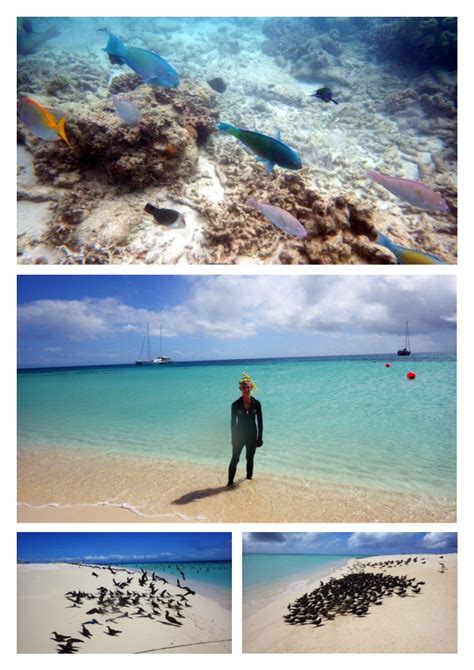 Snorkeling in Green Island | Snorkeling the Great Barrier Reef, Australia