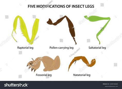 Insect Legs