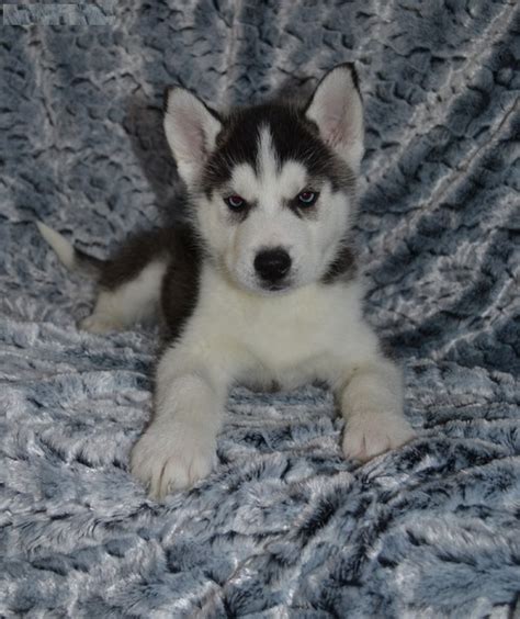 PEDIGREE SIBERIAN HUSKY PUPPIES FOR ADOPTION KANSAS CITY For sale ...