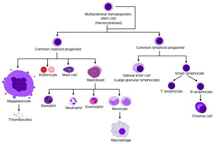 White blood cell - Wikipedia