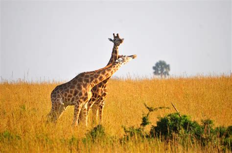 Wildlife Safaris in Uganda