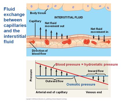 Fluid Return by the Lymphatic System