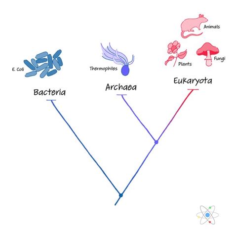 Archaea: Structure, Characteristics & Domain | Sciencing