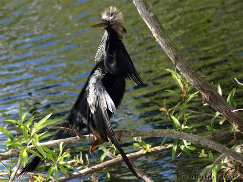 Everglades National Park (Flamingo) - HawkeBackpacking.com