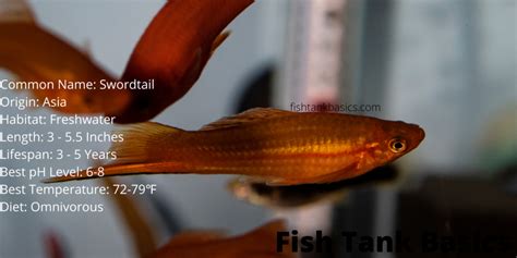 A Complete Swordtail Fish Care Guide