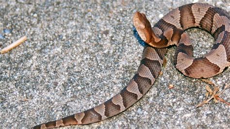 Baby copperheads: When are they born, are they more dangerous? | Durham Herald Sun