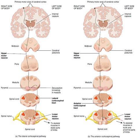 Upper motor neuron definition, disease, upper motor neuron signs & symptoms