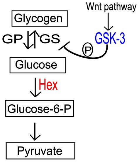 Glycogen Synthase Kinase-3 (GSK-3-blue) is not only involved in ...