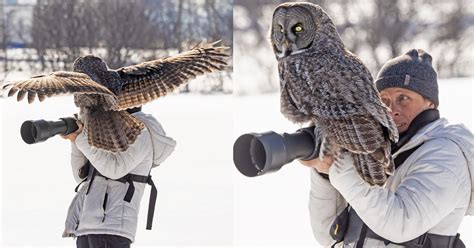 Great Grey Owl Lands on Wildlife Photographer's Camera | PetaPixel