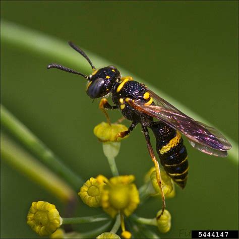 Sphecid wasp (Philanthus gibbosus)