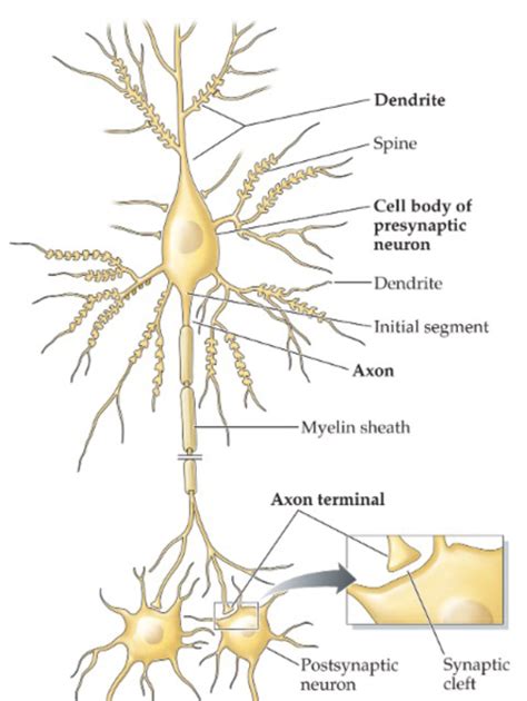 Pitt Medical Neuroscience | The neuron