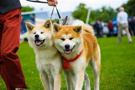 What are the most popular Japanese dog breeds? - K9 Web