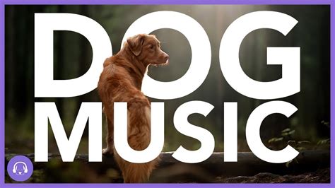 Dog Relaxation Music: 12 Hours of Calming Dog Music for All Breeds ...