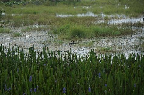 Mississippi River Delta - WorldAtlas