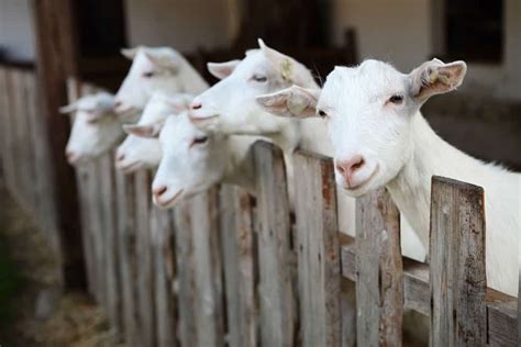 Goat Fencing: Important Tips to Consider to Build the Perfect Fence