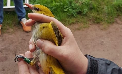 Golden oriole: Rare bird found by cleaner released back into the wild ...