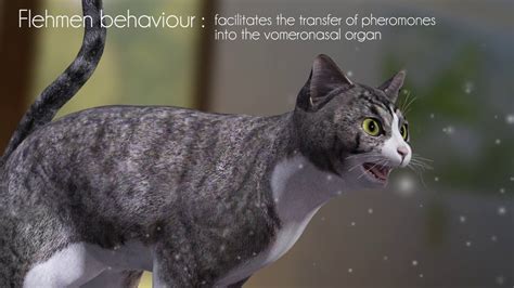 How FELIWAY is detected by cats and the benefits of the feline facial pheromone - YouTube