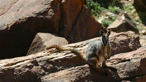 Rare Wangarru wallaby colony grows in leaps and bounds after rains in Far West NSW - ABC News