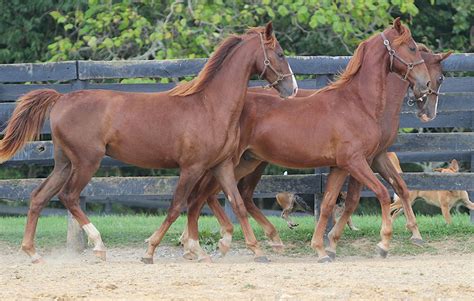 Saddlebred Horses | Oklahoma State University