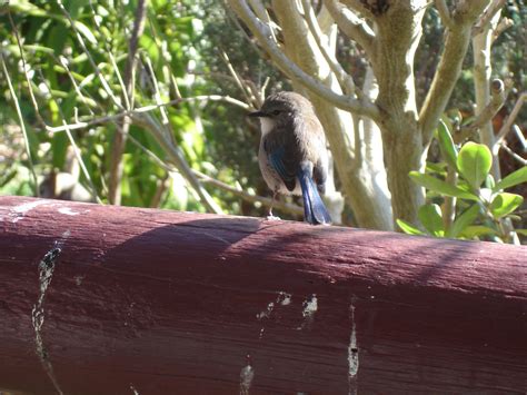 Fairy Wren Free Stock Photo - Public Domain Pictures