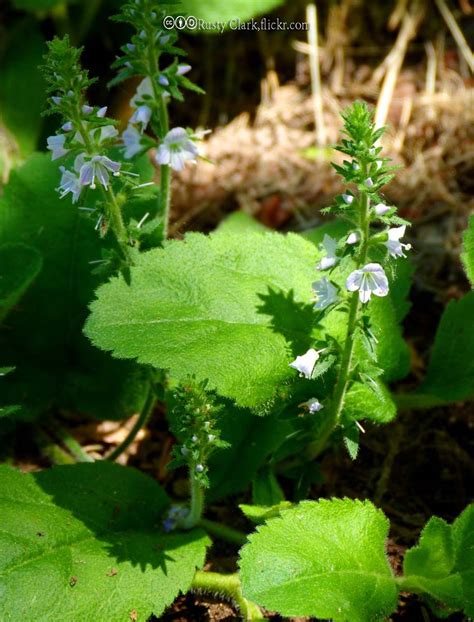 Speedwell - Bonide