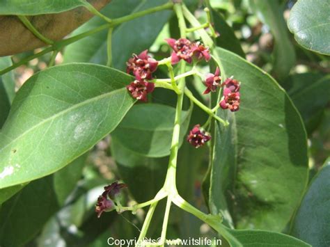 Sandalwood Tree | Chandan Tree | Gardening | Indian Trees