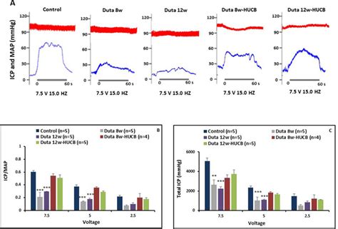 Graphs showing (A) intracavernosal pressure (ICP)/mean arterial ...