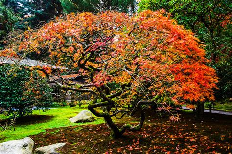 Fall Color - Japanese Maple Photograph by Hisao Mogi - Fine Art America