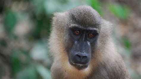 The drill monkey is bouncing back in Nigeria after presumed extinction ...