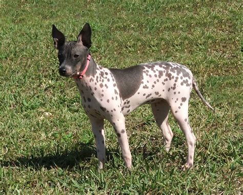 American Hairless Terrier – DogInfo411.com