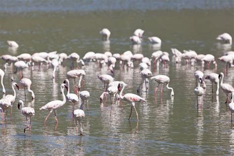 Flamingos at Lake Bogoria, Kenya Stock Image - Image of nature ...