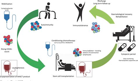 [PDF] Autologous hematopoietic stem cell transplant for autoimmune diseases: evolution, evidence ...